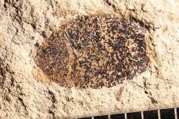 Media type: image;   Entomology PALE-14355